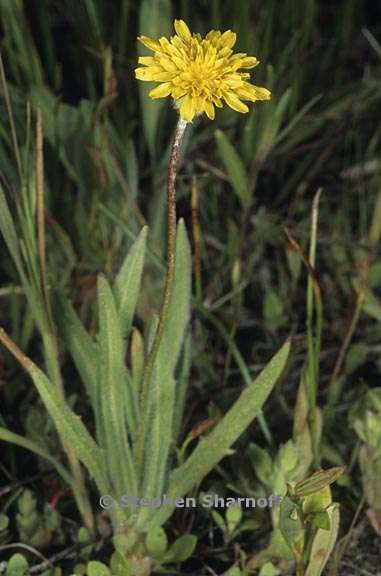 agoseris heterophylla var cryptopleura 1 graphic